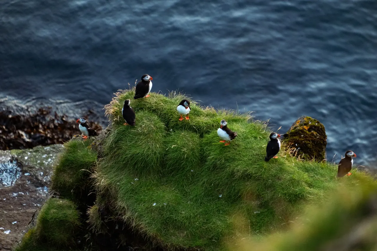 A flock of puffins on a grassy cliff edge above the sea
